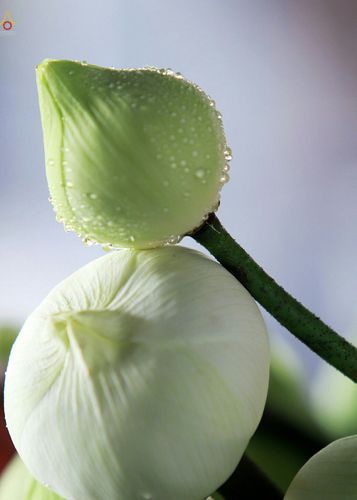 ภาพ No.27696:พิธีปิดแผ่นทองระฆังธรรม เข้าสู่ยุคชาวศิวิไลซ์และพิธีสวดธัมมจักกัปปวัตนสูตร