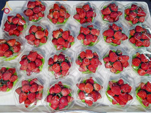 ภาพ No.199417:พิธีถวายภัตตาหารเป็นสังฆทาน แด่พระธรรมยาตรา ณ อนุสรณ์สถานบางปลา วัดบางปลา อำเภอบางเลน จังหวัดนครปฐม ในโครงการธรรมยาตรา กตัญญูบูชา มหาปูชนียาจารย์ พระมงคลเทพมุนี(สด จนฺทสโร) พระผู้ปราบมาร อนุสรณ์สถาน 7 แห่ง ปีที่ 13 วันที่ 22 มกราคม พ.ศ. 2568