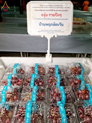 ภาพ No.118919:พิธีถวายภัตตาหารเป็นสังฆทาน แด่คณะพระธรรมยาตรา ปีที่ 12 วันที่ 26 มกราคม พ.ศ. 2567 ณ อนุสรณ์สถานบางปลา จ.นครปฐม