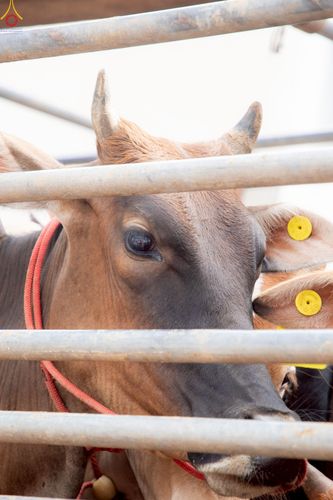 ภาพ No.238220:วันเสาร์ที่ 9 สิงหาคม พ.ศ. 2568 พิธีไถ่ชีวิตโค-โคท้อง 162 ตัว ณ ใจกลางนครหาดใหญ่ จ.สงขลา