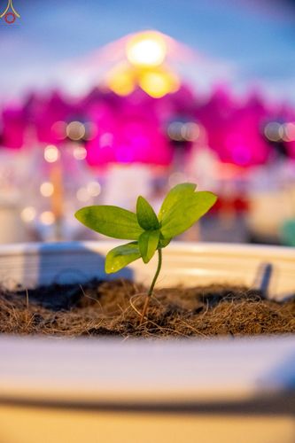 ภาพ No.253064:วันที่ 10 ตุลาคม พ.ศ. 2568 พิธีปลูกต้นทรัพย์บานชื่น ณ ลานธรรม วัดพระธรรมกาย