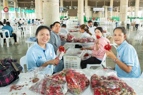 ภาพ No.279454:วันที่ 19-26 ธันวาคม พ.ศ. 2568 และ วันที่ 1 มกราคม พ.ศ.2569 รับบุญปลิดกลีบดอกไม้ เพื่อโปรยต้อนรับพระธรรมยาตรา