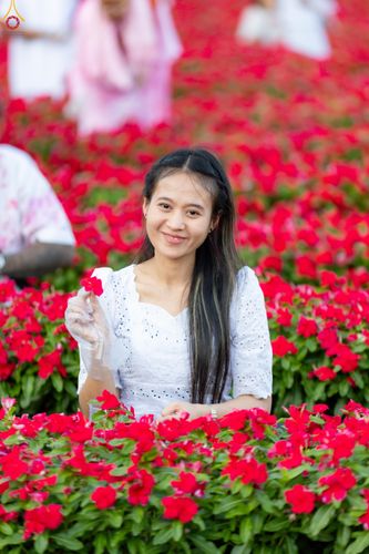 ภาพ No.281020:วันที่ 28 ธันวาคม พ.ศ.2568 กิจกรรมเก็บดอกแพงรวย ณ ทุ่งสวรรค์ตะวันฉาย วัดพระธรรมกาย