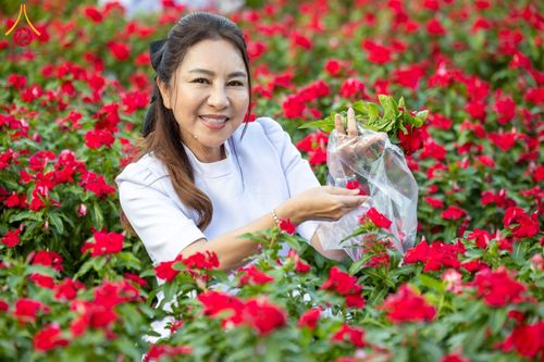 ภาพ No.185496:กิจกรรมเก็บดอกแพงรวย วันอาทิตย์ที่ 22 ธันวาคม พ.ศ. 2567 ณ ทุ่งสวรรค์ ตะวันฉาย วัดพระธรรมกาย