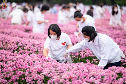 ภาพ No.104046:สาธุชนร่วมรับบุญเก็บดอกเบญจทรัพย์ ในวันอาทิตย์ที่ 24 ธันวาคม พ.ศ. 2566 ณ ทุ่งสวรรค์ตะวันฉาย บริเวณวัดพระธรรมกาย จ.ปทุมธานี