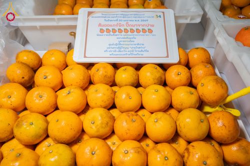 ภาพ No.298572:วันที่ 20 มกราคม พ.ศ. 2569 พิธีถวายภัตตาหารเป็นสังฆทาน แด่พระธรรมยาตรา ณ อนุสรณ์สถานบางปลา วัดบางปลา อำเภอบางเลน จังหวัดนครปฐม ในโครงการธรรมยาตรา กตัญญูบูชา มหาปูชนียาจารย์ พระมงคลเทพมุนี(สด จนฺทสโร) พระผู้ปราบมาร อนุสรณ์สถาน 7 แห่ง ปีที่ 14