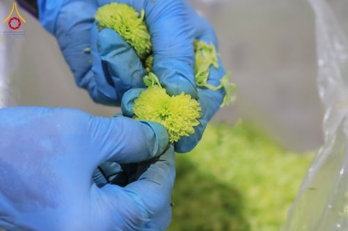 ภาพ No.303315:วันที่ 15-21 มกราคม พ.ศ.2569 ปลิดกลีบดอกเบญจทรัพย์ เพื่อโปรยต้อนรับพระธรรมยาตรา ในโครงการธรรมยาตรา กตัญญูบูชา มหาปูชนียาจารย์ พระมงคลเทพมุนี(สด จนฺทสโร) พระผู้ปราบมาร อนุสรณ์สถาน 7 แห่ง ปีที่ 14 ณ วิหารคด วัดพระธรรมกาย