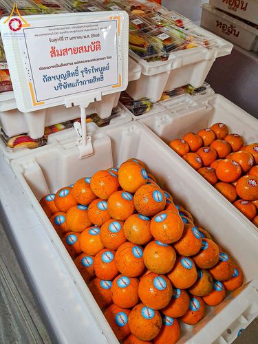 ภาพ No.196441:พิธีถวายภัตตาหารเป็นสังฆทาน แด่พระธรรมยาตรา ณ วัดโบสถ์(บน) ตำบลบางคูเวียง อำเภอบางกรวย จังหวัดนนทบุรี ในโครงการธรรมยาตรา กตัญญูบูชา มหาปูชนียาจารย์ พระมงคลเทพมุนี(สด จนฺทสโร) พระผู้ปราบมาร อนุสรณ์สถาน 7 แห่ง ปีที่ 13 วันที่ 17 มกราคม พ.ศ. 2568