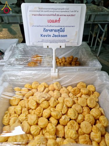 ภาพ No.119941:พิธีถวายภัตตาหารเป็นสังฆทาน แด่คณะพระธรรมยาตรา ปีที่ 12 วันที่ 28 มกราคม พ.ศ. 2567 ณ อนุสรณ์สถานบางปลา จ.นครปฐม