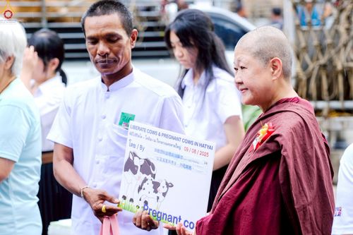 ภาพ No.238186:วันเสาร์ที่ 9 สิงหาคม พ.ศ. 2568 พิธีไถ่ชีวิตโค-โคท้อง 162 ตัว ณ ใจกลางนครหาดใหญ่ จ.สงขลา