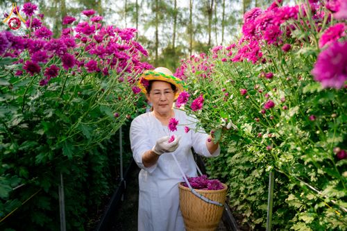 ภาพ No.285332:วันพุธที่ 10 ธันวาคม พ.ศ.2568  การเตรียมความพร้อมในโครงการธรรมยาตรา กตัญญูบูชา มหาปูชนียาจารย์ พระมงคลเทพมุนี(สด จนฺทสโร) พระผู้ปราบมาร อนุสรณ์สถาน 7 แห่ง ปีที่ 14 เก็บดอกเบญจทรัพย์ ณ วัดพระธรรมกาย