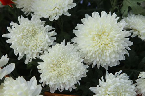 ภาพ No.31886:โครงการธรรมยาตรา เส้นทางพระผู้ปราบมาร ปีที่ 6 ณ วัดพระธรรมกาย