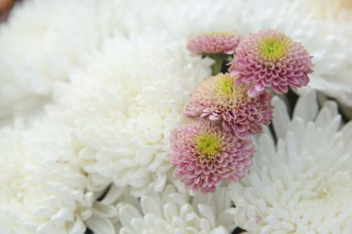 ภาพ No.31885:โครงการธรรมยาตรา เส้นทางพระผู้ปราบมาร ปีที่ 6 ณ วัดพระธรรมกาย