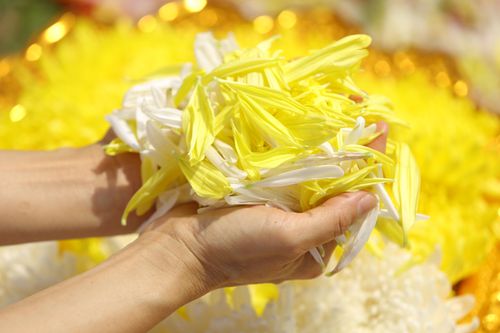 ภาพ No.31903:โครงการธรรมยาตรา เส้นทางพระผู้ปราบมาร ปีที่ 6 ณ วัดพระธรรมกาย