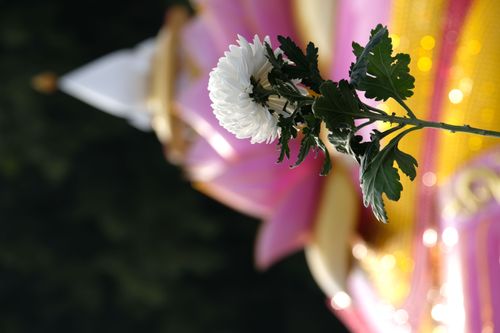 ภาพ No.33058:โครงการธรรมยาตรา เส้นทางพระผู้ปราบมาร ปีที่ 6 ณ วัดพระธรรมกาย