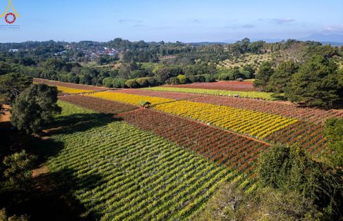 ภาพ No.188282:บรรยากาศ ทุ่งสวรรค์หรรษาพนาวัฒน์ ณ สวนพนาวัฒน์ อ.ฮอด จ.เชียงใหม่ เปิดให้เข้าชมฟรี ระหว่างวันที่ 28 ธันวาคม พ.ศ. 2567 ถึง วันที่ 3 มกราคม พ.ศ. 2568 เวลา 08.00-17.00 น.