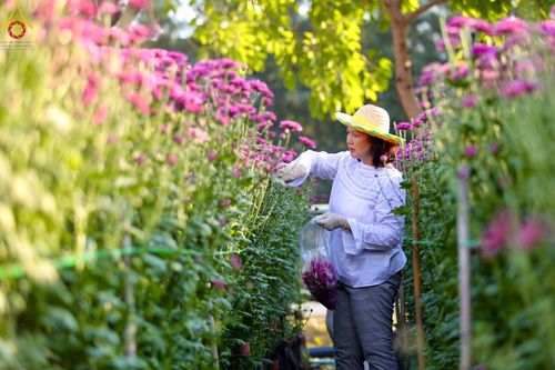 ภาพ No.102886:สาธุชนร่วมรับบุญเก็บดอกเบญจทรัพย์ ในวันที่ 19 ธันวาคม พ.ศ. 2566 (วันแรก) ณ บริเวณวัดพระธรรมกาย จ.ปทุมธานี