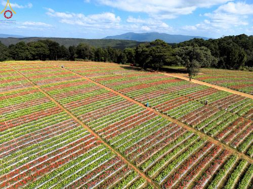 ภาพ No.104298:บรรยากาศ ทุ่งดอกทรัพย์บานชื่น ณ สวนพนาวัฒน์ อ.ฮอด จ.เชียงใหม่ ช่วงระหว่างวันที่ 20 - 25 ธันวาคม พ.ศ. 2566