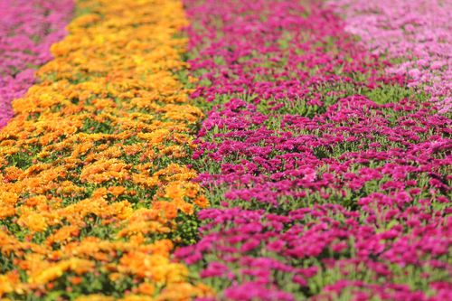 ภาพ No.33279:โครงการธรรมยาตรา เส้นทางพระผู้ปราบมาร ปีที่ 7 ณ วัดพระธรรมกาย