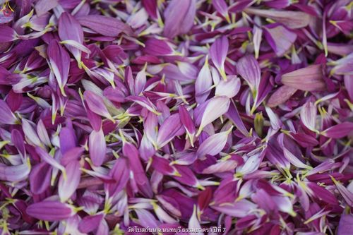 ภาพ No.33809:โครงการธรรมยาตรา เส้นทางพระผู้ปราบมาร ปีที่ 7 ณ วัดโบสถ์บน