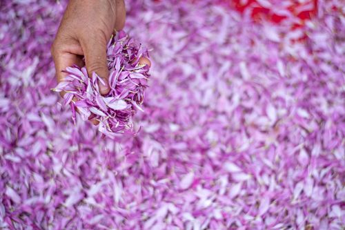 ภาพ No.34849:โครงการธรรมยาตรา เส้นทางพระผู้ปราบมาร ปีที่ 8 ณ วัดพระธรรมกาย