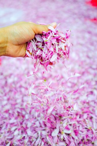 ภาพ No.34873:โครงการธรรมยาตรา เส้นทางพระผู้ปราบมาร ปีที่ 8 ณ วัดพระธรรมกาย