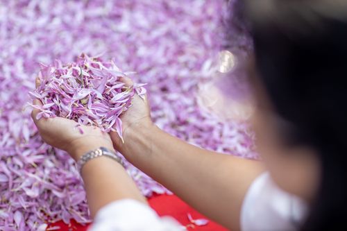 ภาพ No.34834:โครงการธรรมยาตรา เส้นทางพระผู้ปราบมาร ปีที่ 8 ณ วัดพระธรรมกาย
