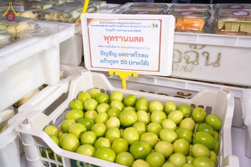 ภาพ No.289596:วันที่ 7 มกราคม พ.ศ. 2569 พิธีถวายภัตตาหารเป็นสังฆทาน แด่พระธรรมยาตรา ในโครงการธรรมยาตรา กตัญญูบูชา มหาปูชนียาจารย์ พระมงคลเทพมุนี(สด จนฺทสโร) พระผู้ปราบมาร อนุสรณ์สถาน 7 แห่ง ปีที่ 14 ณ อนุสรณ์สถานมหาวิหารพระมงคลเทพมุนี (โลตัสแลนด์) อ.สองพี่น้อง จ.สุพรร