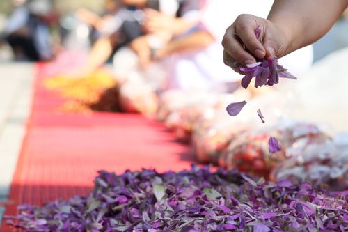 ภาพ No.35680:โครงการธรรมยาตรา เส้นทางพระผู้ปราบมาร ปีที่ 9 ณ วัดพระธรรมกาย 