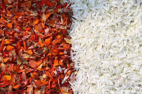 ภาพ No.35778:โครงการธรรมยาตรา เส้นทางพระผู้ปราบมาร ปีที่ 9 ณ วัดพระธรรมกาย