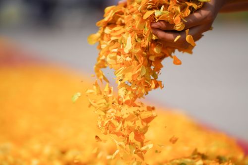 ภาพ No.35780:โครงการธรรมยาตรา เส้นทางพระผู้ปราบมาร ปีที่ 9 ณ วัดพระธรรมกาย