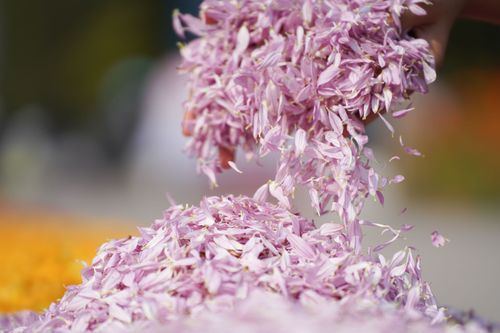 ภาพ No.35784:โครงการธรรมยาตรา เส้นทางพระผู้ปราบมาร ปีที่ 9 ณ วัดพระธรรมกาย