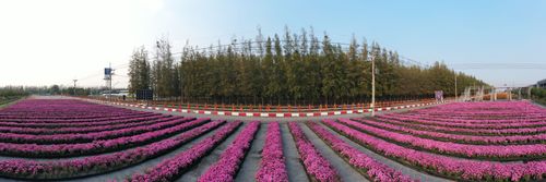 ภาพ No.35773:โครงการธรรมยาตรา เส้นทางพระผู้ปราบมาร ปีที่ 9 ณ วัดพระธรรมกาย