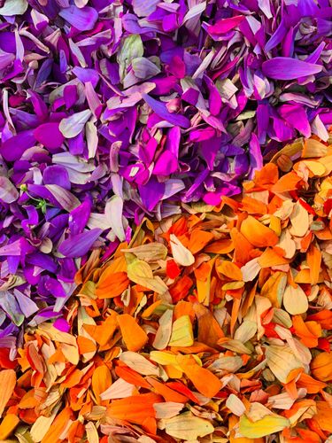 ภาพ No.36191:โครงการธรรมยาตรา เส้นทางพระผู้ปราบมาร ปีที่ 9 ณ วัดพระธรรมกาย