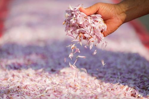 ภาพ No.36187:โครงการธรรมยาตรา เส้นทางพระผู้ปราบมาร ปีที่ 9 ณ วัดพระธรรมกาย