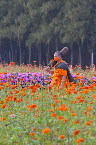 ภาพ No.36263:โครงการธรรมยาตรา เส้นทางพระผู้ปราบมาร ปีที่ 9 ณ วัดพระธรรมกาย