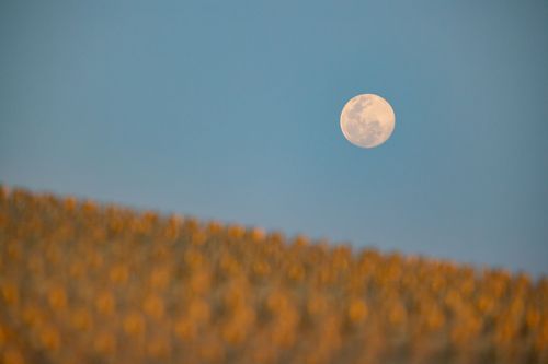 ภาพ No.28579:วันมาฆบูชา พิธีจุดประทีปออนไลน์ 2 ล้านดวง ถวายเป็นพุทธบูชา