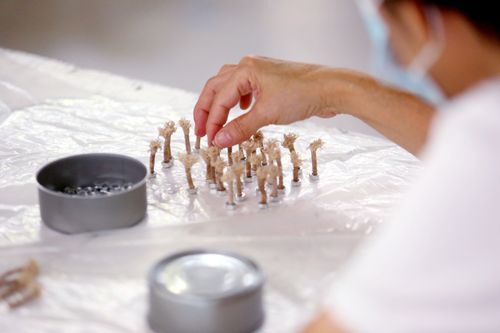 ภาพ No.31186:กิจกรรมงานบุญ ร่วมกันทำไส้เทียนและหล่อเทียนกระป๋อง