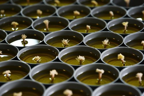 ภาพ No.31221:กิจกรรมงานบุญ ร่วมกันทำไส้เทียนและหล่อเทียนกระป๋อง