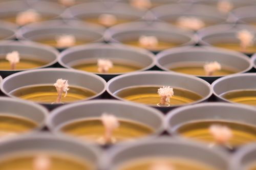 ภาพ No.31204:กิจกรรมงานบุญ ร่วมกันทำไส้เทียนและหล่อเทียนกระป๋อง