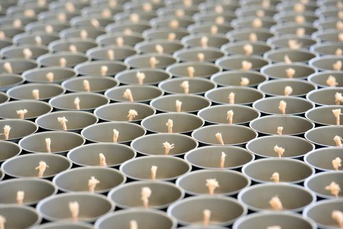 ภาพ No.31239:กิจกรรมงานบุญ ร่วมกันทำไส้เทียนและหล่อเทียนกระป๋อง