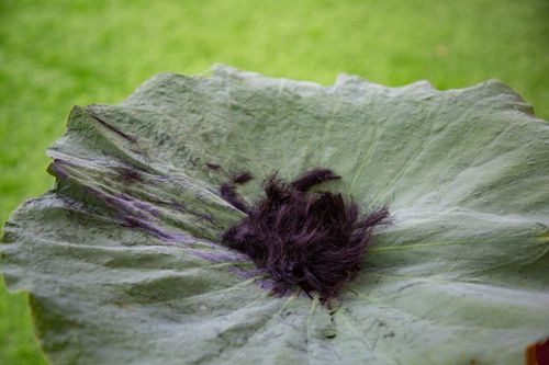 ภาพ No.31845:พิธีปลงผมสามเณรภาคฤดูร้อน รุ่นที่ 28 ประจำปี 2564	