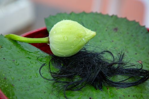 ภาพ No.37353:โครงการบรรพชาอุปสมบทหมู่ รุ่นเข้าพรรษา ปี 2564 ณ วัดบ้านขุน