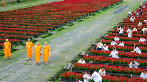 ภาพ No.281057:วันที่ 28 ธันวาคม พ.ศ.2568 กิจกรรมเก็บดอกแพงรวย ณ ทุ่งสวรรค์ตะวันฉาย วัดพระธรรมกาย