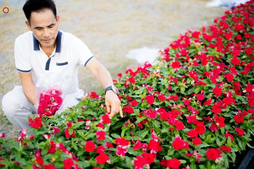 ภาพ No.280985:วันที่ 28 ธันวาคม พ.ศ.2568 กิจกรรมเก็บดอกแพงรวย ณ ทุ่งสวรรค์ตะวันฉาย วัดพระธรรมกาย