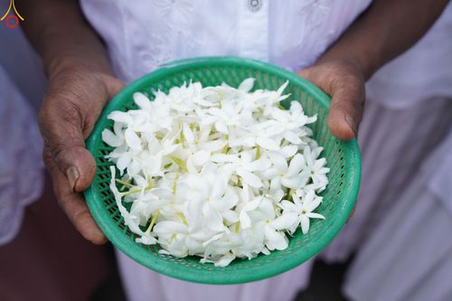 ภาพ No.45423:ประมวลภาพพิธีถวายสังฆทานช่วยเหลือคณะสงฆ์ศรีลังกา ช่วงวิกฤตเศรษฐกิจ บูชาธรรมหลวงพ่อธัมมชโย ในโอกาสวันคุ้มครองโลก พ.ศ. 2565