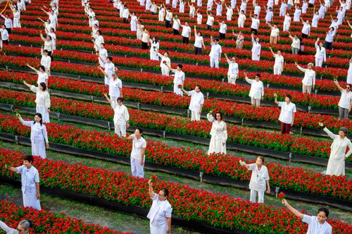 ภาพ No.280961:วันที่ 28 ธันวาคม พ.ศ.2568 กิจกรรมเก็บดอกแพงรวย ณ ทุ่งสวรรค์ตะวันฉาย วัดพระธรรมกาย