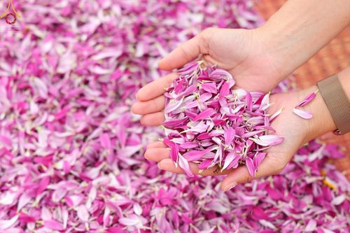 ภาพ No.68862:พิธีต้อนรับพระธรรมยาตรา ในโครงการธรรมยาตรากตัญญูบูชา มหาปูชนียาจารย์ พระมงคลเทพมุนี(สด จนฺทสโร) พระผู้ปราบมาร อนุสรณ์สถาน 7 แห่ง ปีที่ 11 วันที่ 3 มกราคม พ.ศ. 2566 ณ อนุสรณ์สถานมหาวิหารพระมงคลเทพมุนี จ.สุพรรณบุรี