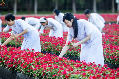 ภาพ No.280930:วันที่ 28 ธันวาคม พ.ศ.2568 กิจกรรมเก็บดอกแพงรวย ณ ทุ่งสวรรค์ตะวันฉาย วัดพระธรรมกาย