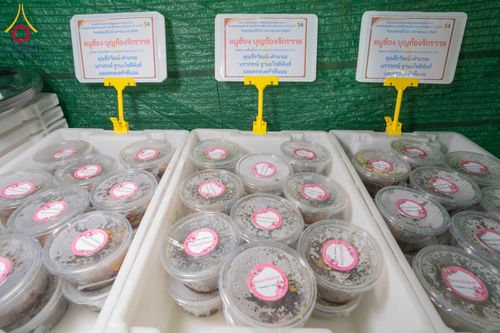 ภาพ No.300239:วันที่ 22 มกราคม พ.ศ. 2569 พิธีถวายภัตตาหารเป็นสังฆทาน แด่พระธรรมยาตรา ณ อนุสรณ์สถานบางปลา วัดบางปลา อำเภอบางเลน จังหวัดนครปฐม ในโครงการธรรมยาตรา กตัญญูบูชา มหาปูชนียาจารย์ พระมงคลเทพมุนี(สด จนฺทสโร) พระผู้ปราบมาร อนุสรณ์สถาน 7 แห่ง ปีที่ 14